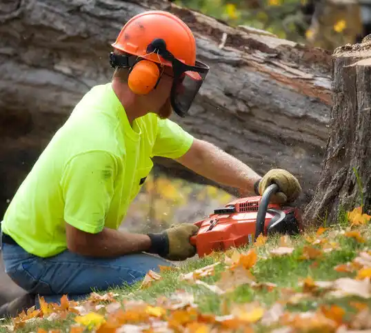 tree services Kings Mills